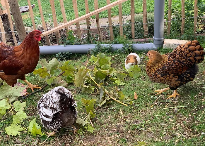 Poelkentor * Quedlinburg